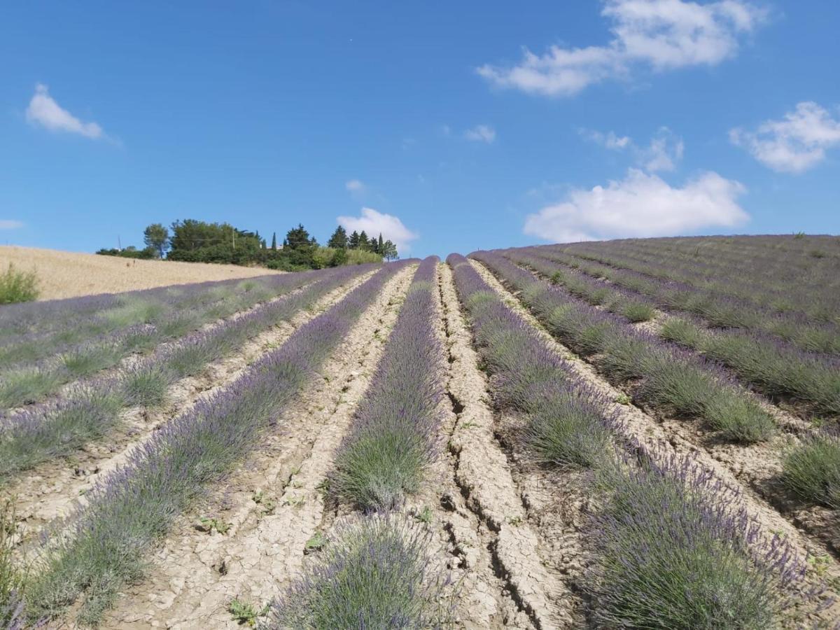 Agriturismo Mandriato Santa Luce Eksteriør billede